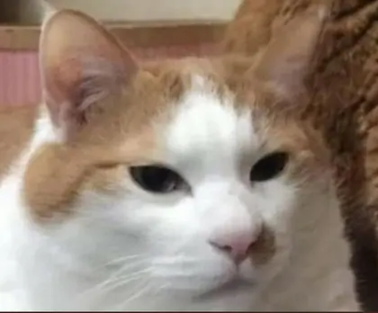 A very smug cat reaction image.